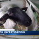 Illustration for article titled Award-Winning Lamb Under Investigation For PEDs
